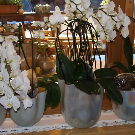 Hartenfels Bed & Breakfast